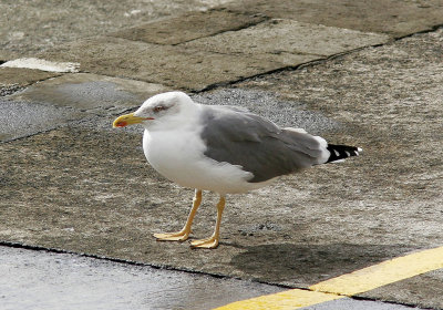 MedelhavstrutYellow-legged Gull (Atlantic)(Larus michahellis atlantis)