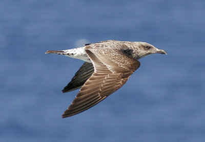 Medelhavstrut<br/>Yellow-legged Gull (Atlantic)<br/>(Larus michahellis atlantis)