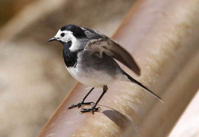 SdesrlaWhite Wagtail(Motacilla alba)