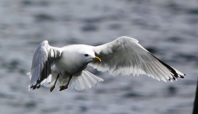 FiskmåsMew Gull(Larus canus)