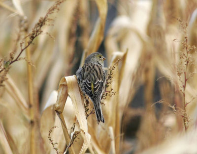 KanariefgelIsland Canary(Serinus canaria)