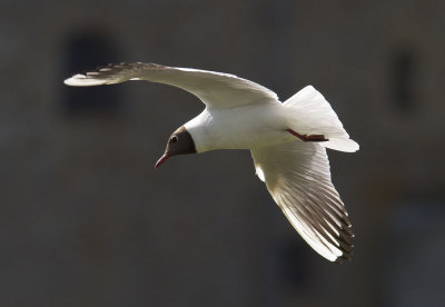 SkrattmåsBlack-headed Gull(Chroicocephalus ridibundus)