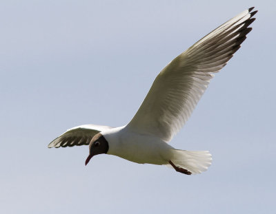 SkrattmåsBlack-headed Gull(Chroicocephalus ridibundus)