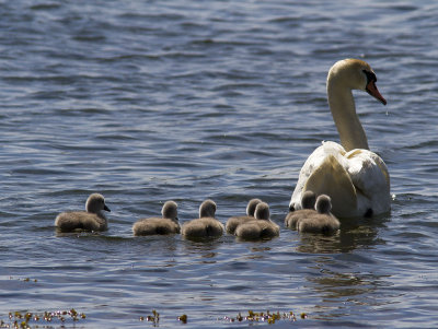 KnlsvanMute Swan(Cygnus olor)
