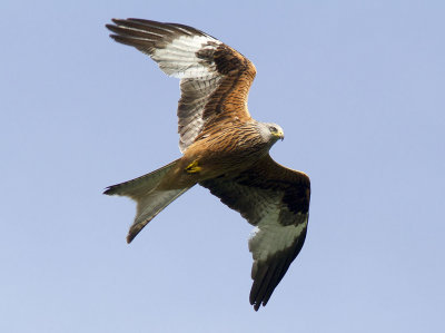 Rd gladaRed Kite(Milvus milvus)