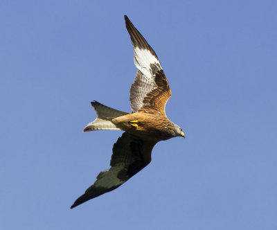 Rd gladaRed Kite(Milvus milvus)