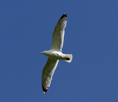 GrtrutEuropean Herring Gull(Larus argentatus)