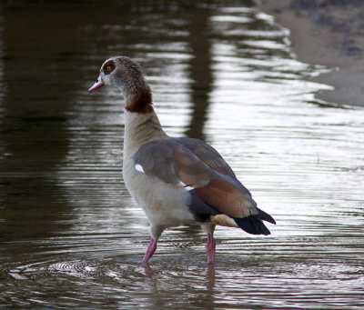 Nilgs<br/>Egyptian Goose<br/>(Alopochen aegyptiaca)
