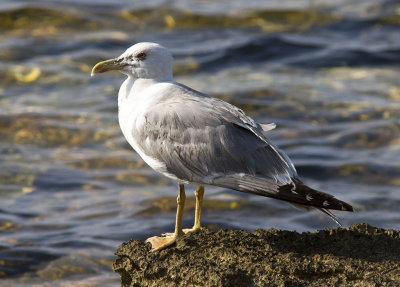 MedelhavstrutYellow-legged Gull(Larus michahellis)