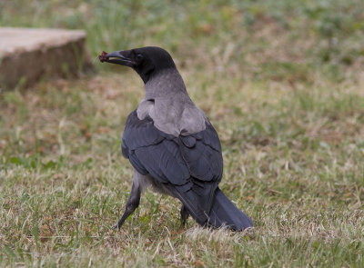 GråkråkaHooded Crow(Corvus cornix)
