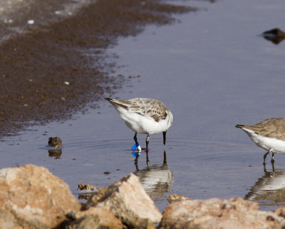 SandlöpareSanderling(Calidris alba)