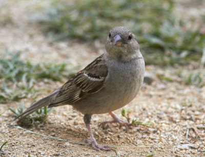 GrsparvHouse Sparrow(Passer domesticus)