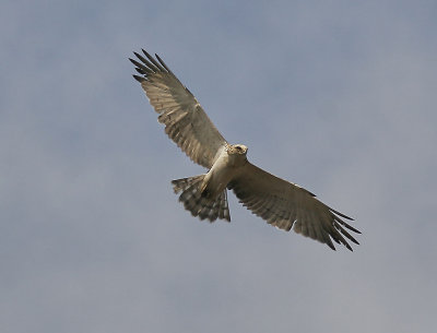 OrmörnShort-toed Snake-Eagle(Circaetus gallicus)