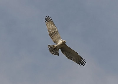 OrmörnShort-toed Snake-Eagle(Circaetus gallicus)