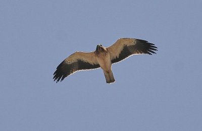 DvrgrnBooted Eagle(Hieraaetus pennatus)