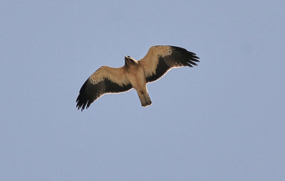 DvrgrnBooted Eagle(Hieraaetus pennatus)