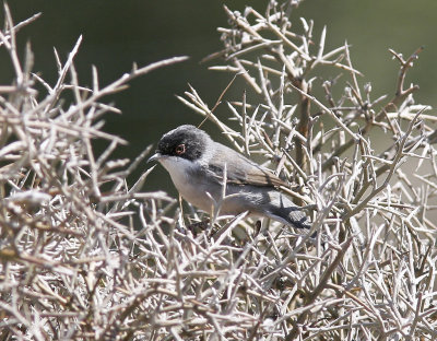SammetshättaSardinian Warbler(Curruca melanocephala)