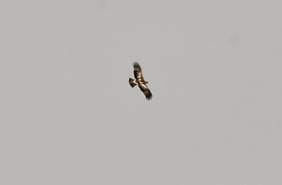 DvrgrnBooted Eagle(Hieraaetus pennatus)