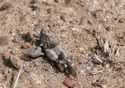 Blåvingad sandgräshoppaBlue-winged Grasshopper(Oedipoda caerulescens)