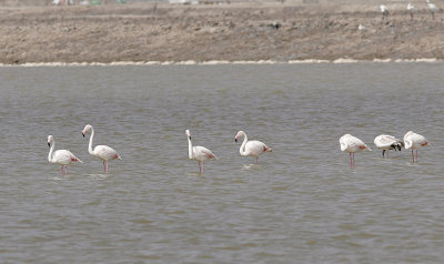 Strre FlamingoGreater Flamingo(Phoenicopterus roseus)