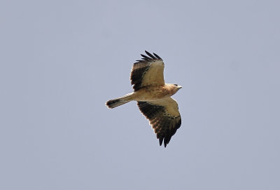 DvärgörnBooted Eagle(Hieraaetus pennatus)