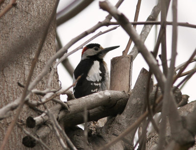 BalkanspettSyrian Woodpecker(Dendrocopos syriacus)