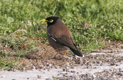 Brun majnaCommon Myna(Acridotheres tristis)