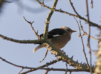 BurmastareVinous-breasted Starling(Acridotheres burmannicus)