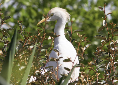 KohägerWestern Cattle Egret(Bubulcus ibis)