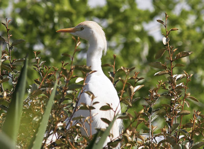 KohägerWestern Cattle Egret(Bubulcus ibis)