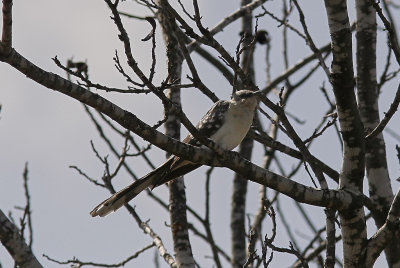 SkatgkGreat Spotted Cuckoo(Clamator glandarius)