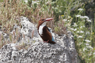 SmyrnakungsfiskareWhite-throated Kingfisher(Halcyon smyrnensis)