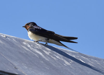LadusvalaBarn Swallow(Hirundo rustica)