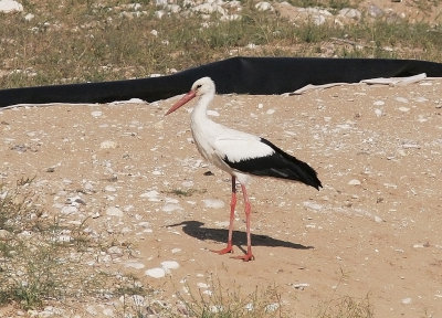 Vit storkWhite Stork(Ciconia ciconia)