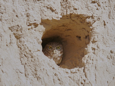 Minervauggla<br/>Little Owl<br/>(Athene noctua)