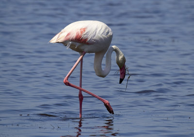 FlamingoGreater Flamingo(Phoenicopterus roseus)