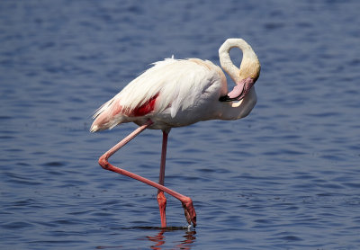 FlamingoGreater Flamingo(Phoenicopterus roseus)