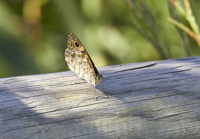 SvingelgrsfjrilWall Brown(Lasiommata megera)