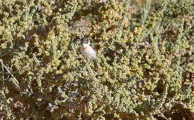 Kanariebuskskvtta<br/>Canary Islands stonechat<br/>(Saxicola dacotiae)