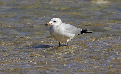 Rdnbbad trutAudouin's Gull(Ichthyaetus audouinii)