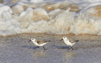 SandlpareSanderling(Calidris alba)