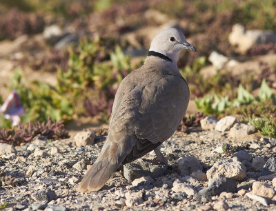 Turkduva<br/>Eurasian Collared Dove<br/>(Streptopelia decaocto)