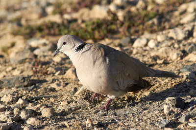TurkduvaEurasian Collared Dove(Streptopelia decaocto)