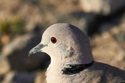 TurkduvaEurasian Collared Dove(Streptopelia decaocto)