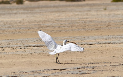 SkedstorkEurasian Spoonbill(Platalea leucorodia)