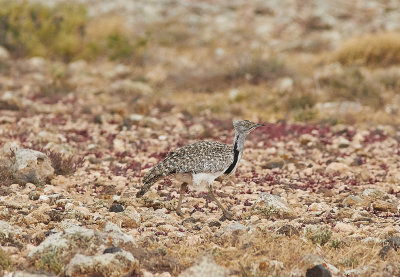 Ökentrapp<br/>Houbara Bustard<br/>(Chlamydotis undulata fuertaventurae)