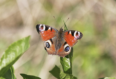 PfgelgaPeacock Butterfly(Inachis io)