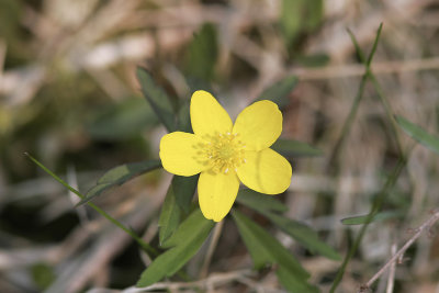 GulsippaYellow AnemoneAnemone ranunculoides