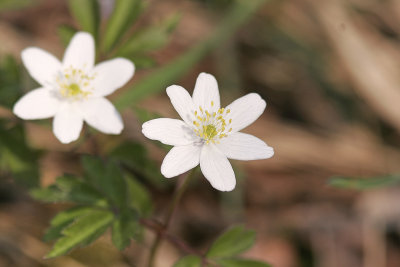 VitsippaWood AnemoneAnemone nemorosa