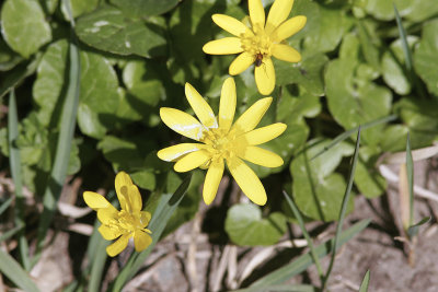VrlkYellow Star-of-BethlehemGagea lutea